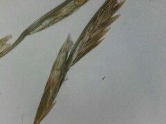 Lolium perenne perenne
