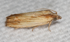Eucosma radiatana