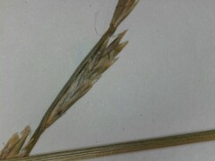 Lolium perenne perenne