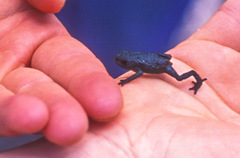 Oreophrynella quelchii