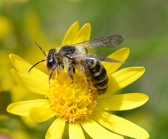 Andrena