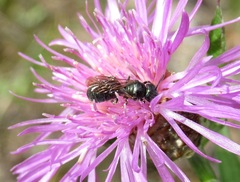 Ceratina cyanea