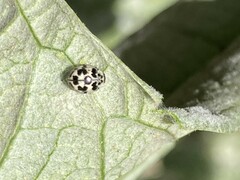 Psyllobora picta