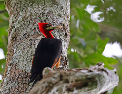 Campephilus rubricollis