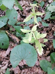 Ranunculus cassubicus