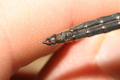 Somatochlora alpestris