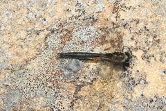 Somatochlora alpestris