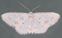 Scopula lautaria