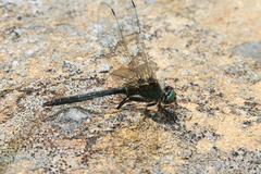 Somatochlora alpestris