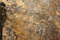 Somatochlora alpestris
