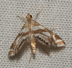 Chrysendeton medicinalis