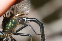 Somatochlora alpestris