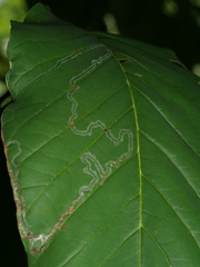 Phyllocnistis magnoliella