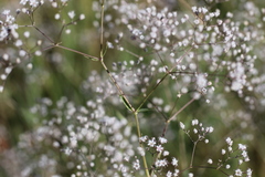 Gypsophila paniculata