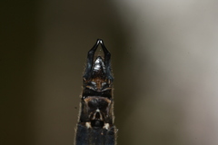 Somatochlora alpestris