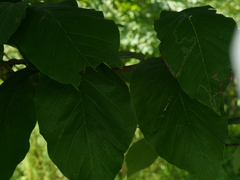 Phyllocnistis magnoliella