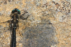 Somatochlora alpestris
