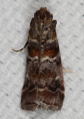 Dioryctria pygmaeella