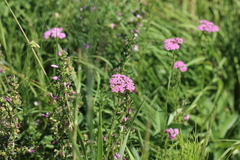 Achillea aspleniifolia