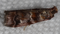 Dioryctria pygmaeella