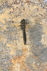 Somatochlora alpestris