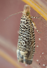 Eucosma argutipunctana