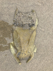 Beringraja binoculata