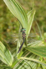 Somatochlora alpestris
