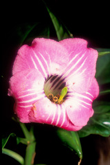 Symbolanthus elisabethae