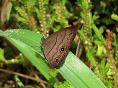 Hermeuptychia harmonia
