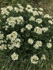 Senecio smithii