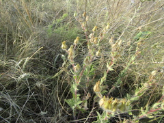Potentilla astracanica