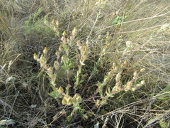 Potentilla astracanica