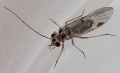 Amphigerontia petiolata