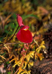 Utricularia quelchii