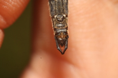 Somatochlora alpestris