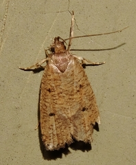 Psilocorsis reflexella