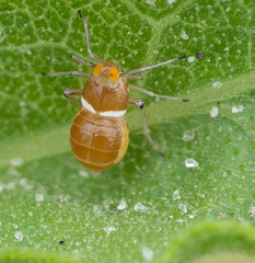 Pissonotus binotatus