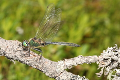 Somatochlora alpestris