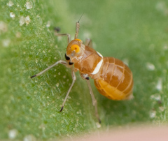 Pissonotus binotatus