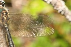 Somatochlora alpestris