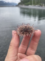 Mesocentrotus franciscanus