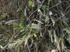 Tanacetum odessanum