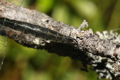 Somatochlora alpestris