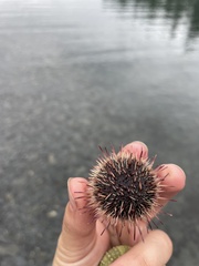 Mesocentrotus franciscanus