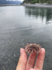 Mesocentrotus franciscanus