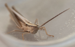 Mermiria intertexta