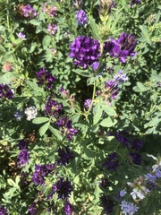 Linaceae