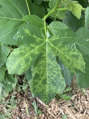 Fig mosaic emaravirus