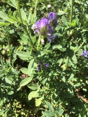 Linaceae